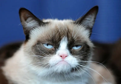 The Legendary Grumpy Cat Meme: Origins, Rise, and Legacy