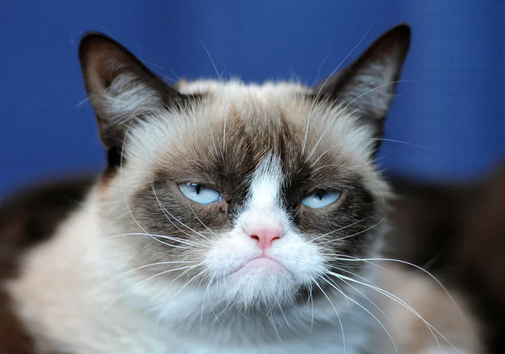 The Legendary Grumpy Cat Meme: Origins, Rise, and Legacy